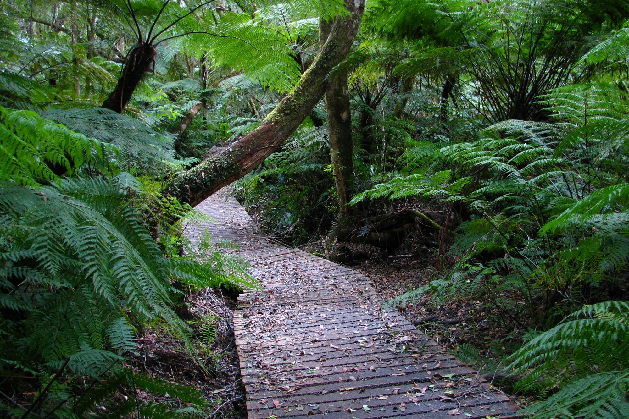 Forest Edge Guest house